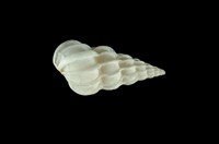 藏品(小海螄螺)的圖片